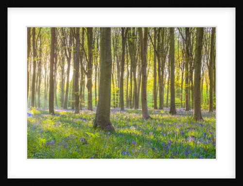 Sun rays through trees by Assaf Frank